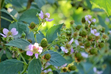Blackberry flowering bush with green berries. Pink flowers of beautiful blackberry bush in spring. Bush with beautiful ripening blackberry berries. Many unripe green berries in the garden.