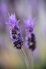 Violet lavender field in Almeria, Spain. Close up lavender flowers - 259174809