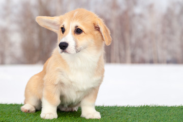 Cute red welsh corgi pembroke puppy on the grass, walk outdoor, having fun in white snow park,...