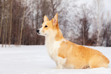 Naklejka na ściany i meble Adult red welsh corgi pembroke walk outdoor, run, having fun in white snow park, winter forest. Concept purebred dog, champions for sale, lost cur, castration, sterilization