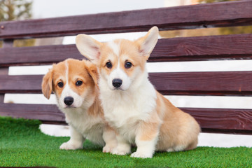 Cute red welsh corgi pembroke puppies on the grass, walk outdoor, having fun in white snow park, winter forest, run through the snow. Concept purebred dogs, champion, exhibitors, puppies for sale