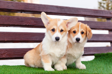 Cute red welsh corgi pembroke puppies on the grass, walk outdoor, having fun in white snow park, winter forest, run through the snow. Concept purebred dogs, champion, exhibitors, puppies for sale