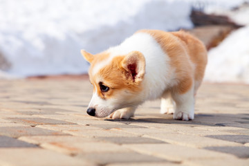 Puppy of funny red welsh corgi pembroke walk outdoor, run, having fun in white snow park, winter...