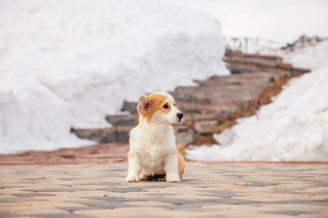 Cute red welsh corgi pembroke puppy walk outdoor, run, having fun in white snow park, winter forest. Concept purebred dog, champions for sale, lost cur, castration, sterilization