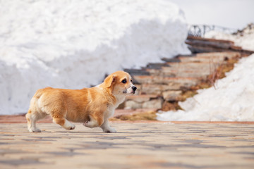 Cute red welsh corgi pembroke puppy walk outdoor, run, having fun in white snow park, winter...