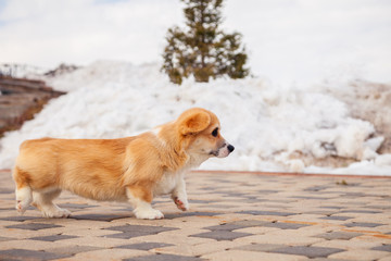 Cute red welsh corgi pembroke puppy walk outdoor, run, having fun in white snow park, winter forest. Concept purebred dog, champions for sale, lost cur, castration, sterilization