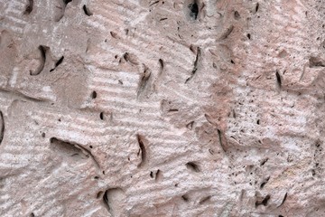 The texture of the stone coquina is pink. Sculptural detail. The concept of an ancient fossil. Natural background.