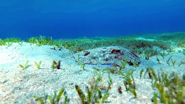 A well disguised cuttlefish ascending from the floor of a sea weed meadow