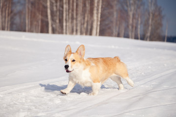 Adult red welsh corgi pembroke walk outdoor, run, having fun in white snow park, winter forest....