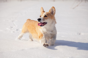 Adult red welsh corgi pembroke walk outdoor, run, having fun in white snow park, winter forest....