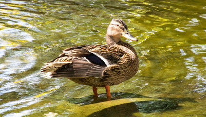 Canard