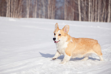 Adult red welsh corgi pembroke walk outdoor, run, having fun in white snow park, winter forest. Concept purebred dog, champions for sale, lost cur, castration, sterilization