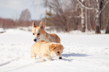Many cute red breed welsh corgi pembroke puppy family walk outdoor, run, having fun in white snow park, winter forest. Concept purebred dog, champions for sale, lost cur, castration, sterilization