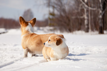Many cute red breed welsh corgi pembroke puppy family walk outdoor, run, having fun in white snow park, winter forest. Concept purebred dog, champions for sale, lost cur, castration, sterilization
