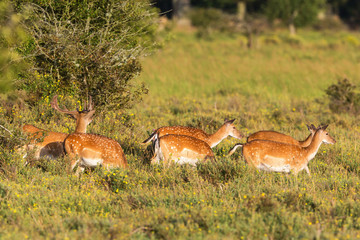 Fallow deers