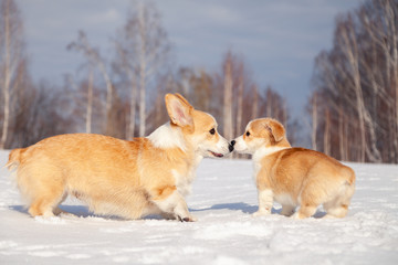 Many cute red breed welsh corgi pembroke puppy family walk outdoor, run, having fun in white snow park, winter forest. Concept purebred dog, champions for sale, lost cur, castration, sterilization
