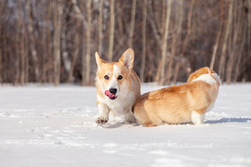 Many cute red breed welsh corgi pembroke puppy family walk outdoor, run, having fun in white snow park, winter forest. Concept purebred dog, champions for sale, lost cur, castration, sterilization