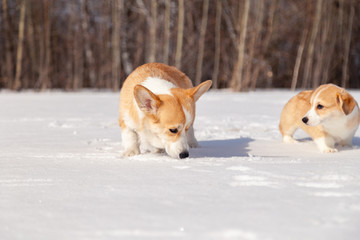 Many cute red breed welsh corgi pembroke puppy family walk outdoor, run, having fun in white snow park, winter forest. Concept purebred dog, champions for sale, lost cur, castration, sterilization