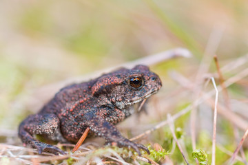 Common toad in grass