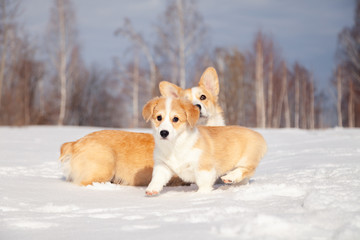 Many cute red breed welsh corgi pembroke puppy family walk outdoor, run, having fun in white snow...