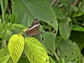 Tropical butterfly in rain forest, Belize