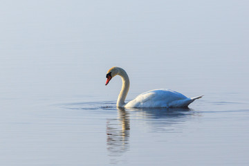 Mute swan
