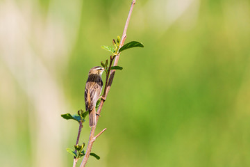 Sedge warbler