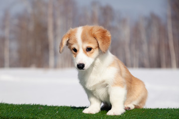 Cute red welsh corgi pembroke puppy on the grass, walk outdoor, having fun in white snow park, winter forest, run through the snow. Concept purebred dog, champions, exhibitors, puppies for sale