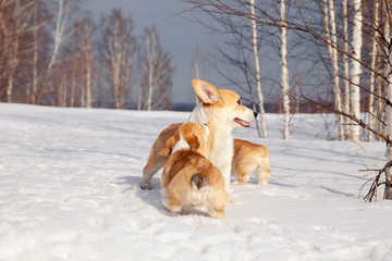 Many cute red breed welsh corgi pembroke puppy family walk outdoor, run, having fun in white snow...