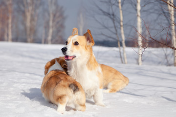 Many cute red breed welsh corgi pembroke puppy family walk outdoor, run, having fun in white snow...