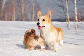 Many cute red breed welsh corgi pembroke puppy family walk outdoor, run, having fun in white snow park, winter forest. Concept purebred dog, champions for sale, lost cur, castration, sterilization