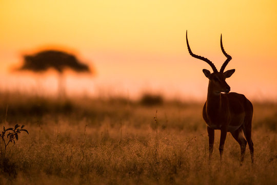 Male Impala, Aepyceros melampus, silhouetted at sunrise