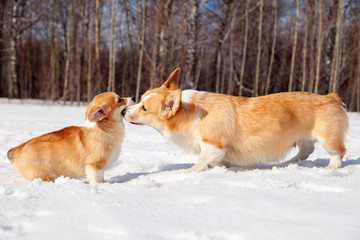 Family of red many breed welsh corgi pembroke puppy walk outdoor, run, having fun in white snow park, winter forest. Concept purebred dogs, champions for sale, lost cur, castration, sterilization