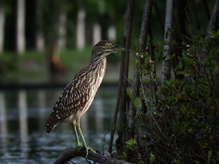 the young black-crowned night heron seeks prey