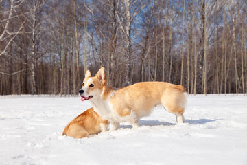 Family of red many breed welsh corgi pembroke puppy walk outdoor, run, having fun in white snow park, winter forest. Concept purebred dogs, champions for sale, lost cur, castration, sterilization