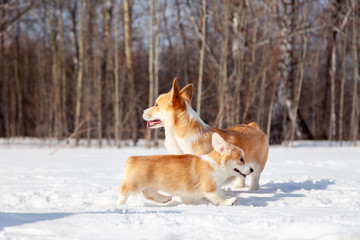 Fototapeta na wymiar Family of red many breed welsh corgi pembroke puppy walk outdoor, run, having fun in white snow park, winter forest. Concept purebred dogs, champions for sale, lost cur, castration, sterilization