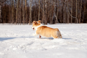 Puppy of funny red welsh corgi pembroke walk outdoor, run, having fun in white snow park, winter forest. Concept purebred dog, champions for sale, lost cur, castration, sterilization