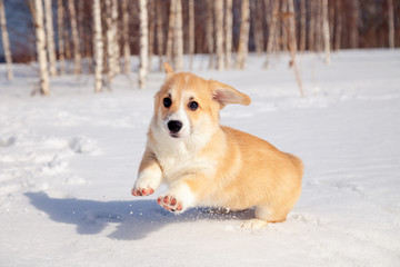 Cute red puppy welsh corgi pembroke walk outdoor, run, having fun in white snow park, winter forest. Concept purebred dog, champions for sale, lost cur, castration, sterilization