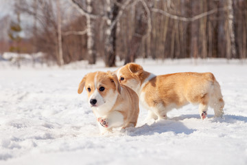 Family of red many breed welsh corgi pembroke puppy walk outdoor, run, having fun in white snow park, winter forest. Concept purebred dogs, champions for sale, lost cur, castration, sterilization