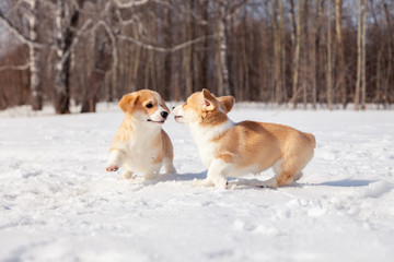 Family of red many breed welsh corgi pembroke puppy walk outdoor, run, having fun in white snow park, winter forest. Concept purebred dogs, champions for sale, lost cur, castration, sterilization