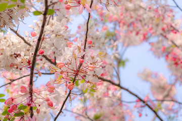 Cassia bakeriana that will bloom in summer. The flowers are pink looking superficially like cherry blossoms. Pink of flowers and green leaves cutting with the blue of the sky looks very beautiful.