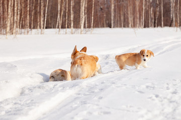 Family of red many breed welsh corgi pembroke puppy walk outdoor, run, having fun in white snow park, winter forest. Concept purebred dogs, champions for sale, lost cur, castration, sterilization