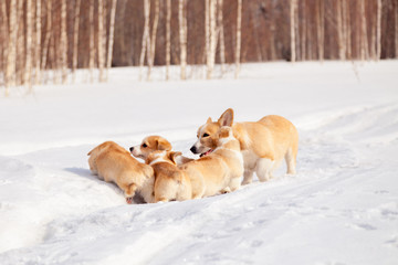 Fototapeta na wymiar Family of red many breed welsh corgi pembroke puppy walk outdoor, run, having fun in white snow park, winter forest. Concept purebred dogs, champions for sale, lost cur, castration, sterilization