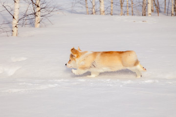 Cute red puppy welsh corgi pembroke walk outdoor, run, having fun in white snow park, winter forest. Concept purebred dog, champions for sale, lost cur, castration, sterilization