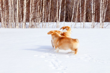 Family of red many breed welsh corgi pembroke puppy walk outdoor, run, having fun in white snow...
