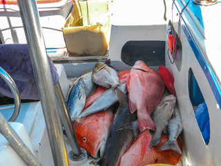 sea fishing in the Seychelles, caught catch - red perch, shark, Campeche snapper, barracuda