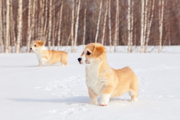 Family of red many breed welsh corgi pembroke puppy walk outdoor, run, having fun in white snow park, winter forest. Concept purebred dogs, champions for sale, lost cur, castration, sterilization