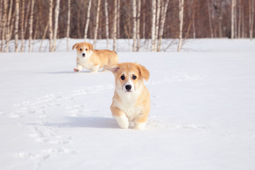 Family of red many breed welsh corgi pembroke puppy walk outdoor, run, having fun in white snow...