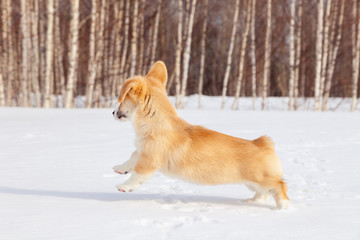 Puppy of funny red welsh corgi pembroke walk outdoor, run, having fun in white snow park, winter forest. Concept purebred dog, champions for sale, lost cur, castration, sterilization