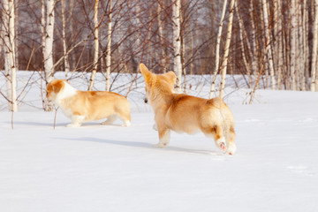 Family of red many breed welsh corgi pembroke puppy walk outdoor, run, having fun in white snow park, winter forest. Concept purebred dogs, champions for sale, lost cur, castration, sterilization